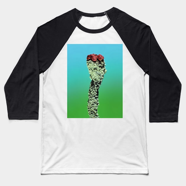 Cladonia lichen under the microscope Baseball T-Shirt by SDym Photography